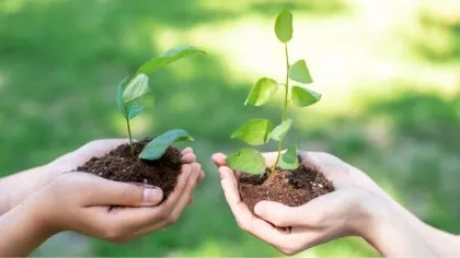 Przyniesiesz plastik albo stare gazety, a  wrócisz z sadzonk