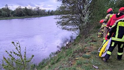 Ostrów Mazowiecka - W Broku przy ulicy Podducze ratownicy wydobyli krowę z wody.