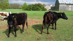 Ostrów Mazowiecka - Odkrycie nadbużańskiego czarnego bydła stwarza nie