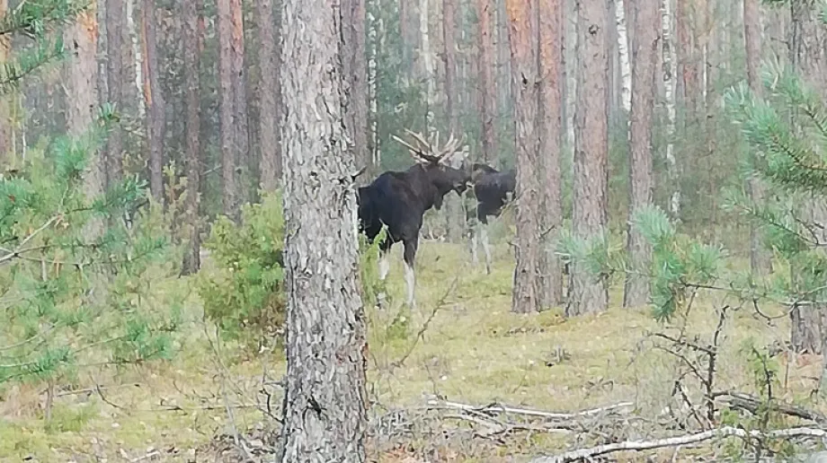 Facebook, grupa: Grzyby - Grzybiarze - woj. Mazowieckie