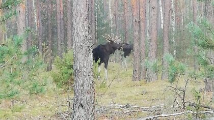 Ostrów Mazowiecka - W lasach nieopodal Ostrowi Mazowieckiej mieszkańcy coraz czę