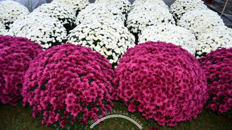 Fot. Gmina Małkinia Górna