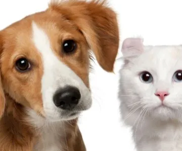 Właściciele psów i kotów z gminy Wąsewo mogą skorzystać z realnego wsparcia fina