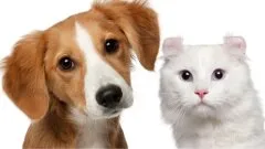 Bezpłatna sterylizacja i czipowanie zwierząt w gminie Wąsewo