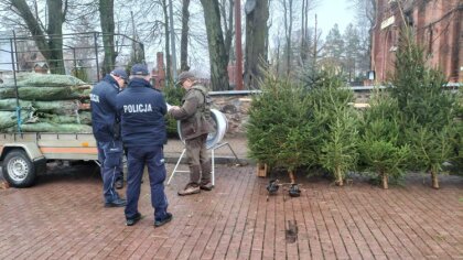 Ostrów Mazowiecka - W okresie przedświątecznym choinki cieszą się ogromnym zaint