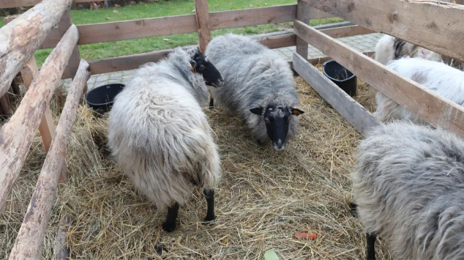 Fot. Urząd Miasta i Gminy Brok
