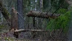 Groźny wiatr uderzył w region. Drzewa padały, budynek został uszkodzony...