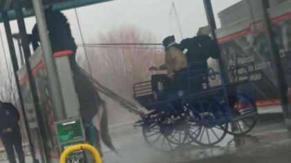 Ostrów Mazowiecka - Na myjnię samochodową wjechał koń ciągnący bryczkę. Właścici