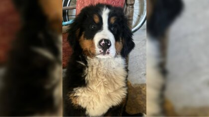 Ostrów Mazowiecka - Niecodzienna historia wydarzyła się w naszym powiecie. Mężcz