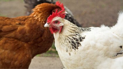 Ostrów Mazowiecka - Umowa o wolnym handlu z krajami Mercosur może się okazać zag