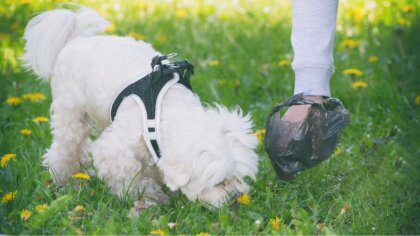 Ostrów Mazowiecka - Kiedy wychodzisz na spacer z pupilem, pamiętaj, że po nim ni