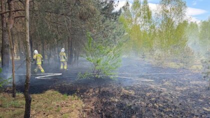 Ostrów Mazowiecka - Na terenie gminy Małkinia Górna doszło do pożaru poszycia le