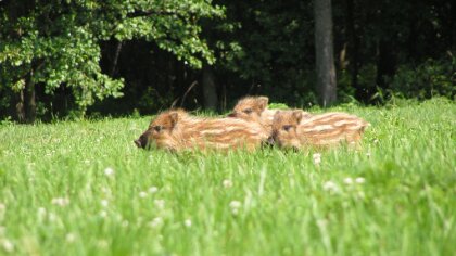 Ostrów Mazowiecka - Przed nami początek wakacji, dla wielu będą to wakacje w les