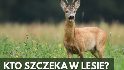 Ostrów Mazowiecka - Środek lata. Cisza przerywana jedynie szelestem liści i cyka