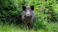 Ostrów Mazowiecka - Spotkałeś dzika? Nie rób głupstw. Te kilka zasad m