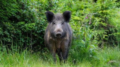 Ostrów Mazowiecka - Spotkałeś dzika? Nie rób głupstw. Te kilka zasad może uratow