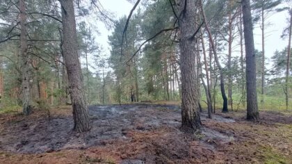 Ostrów Mazowiecka - Ogień pojawił się nagle i szybko objął fragment leśnego posz