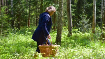 Ostrów Mazowiecka - Jesień to czas, kiedy wielu z nas rusza do lasu na grzyby. N