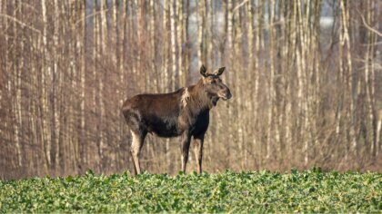 Ostrów Mazowiecka - Zderzenia samochodów z dzikimi zwierzętami to częsty problem