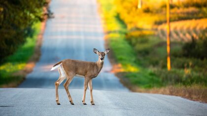 Ostrów Mazowiecka - Dwie kolizje z udziałem dzikich zwierząt w odstępie zaledwie