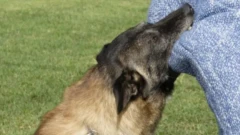 Małkinia Górna. 10-latka pogryziona przez dwa psy