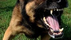 Małkinia Górna. Nowe fakty: psy, które pogryzły 10-latkę, nie były szczepione!