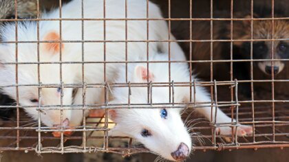 Ostrów Mazowiecka - Dzisiaj Sejm uchwalił nowelizację ustawy o ochronie zwierząt