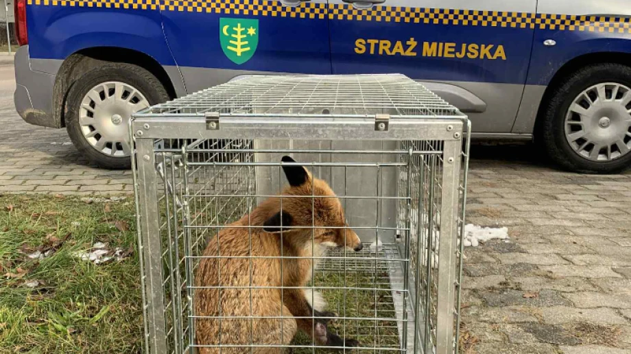 FB Pies szuka domu - Ostrów Mazowiecka