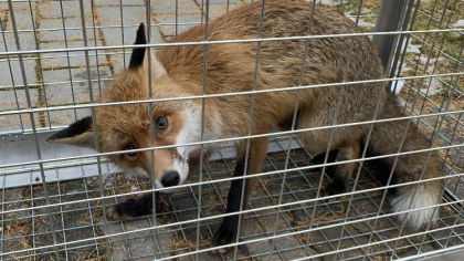 Ostrów Mazowiecka - Znalazł się w złym miejscu o złym czasie. Kilka dni temu ran