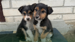 Ostrów Mazowiecka - Są malutkie, łagodne i gotowe, by pokochać na całe