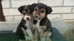 Szczeniaki czekają na nowy dom. Gmina Małkinia Górna szuka dla nich opiekunów