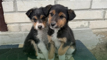 Ostrów Mazowiecka - Są malutkie, łagodne i gotowe, by pokochać na całe życie. Dw