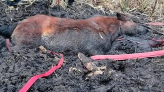 Dramatyczna akcja ratunkowa w miejscowości Andrzejewo -Zarzecze. Koń utknął w bagnie! (zd…