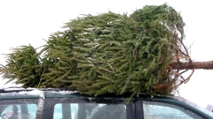 Bezpieczny transport choinki. Jak przewozić świąteczne drzewko bez ryzyka mandatu i zagro…