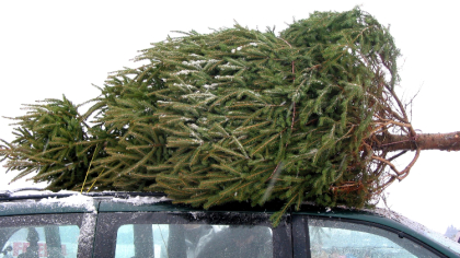 Ostrów Mazowiecka - Święta tuż-tuż, a z nimi tradycja kupowania choinki. Wiele o