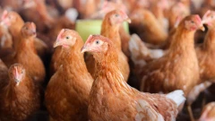 Ostrzeżenie w powiecie ostrowskim. Wprowadzono strefy zapowietrzone i zagrożone pomorem d…