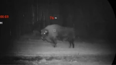 Niezwykły gość w gminie Stary Lubotyń. Żubr uchwycony na nagraniu! (wideo)