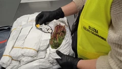 KAS zatrzymała ponad 70 kg narkotyków na warszawskim lotnisku