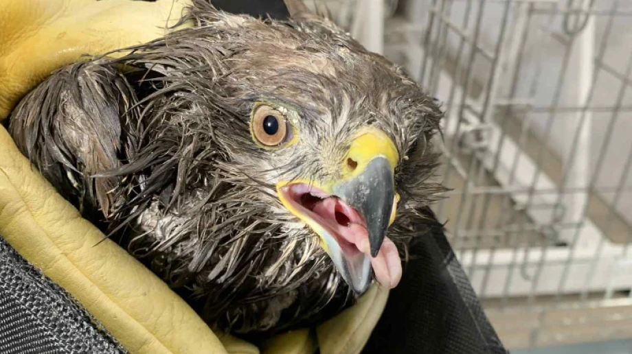 Fot. Pies szuka domu - Ostrów Mazowiecka/Facebook