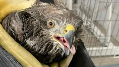 Nietypowa akcja w mieście. Myszołów potrzebował pomocy