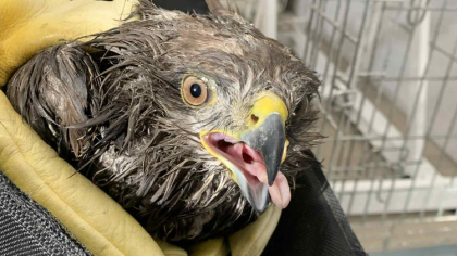 Ostrów Mazowiecka - Niecodzienna interwencja w mieście. Wczoraj po południu Stra