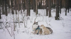 Pomogli psiakom ze schroniska. Radna dziękuje firmom i osobom prywatnym