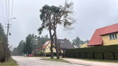 Dwie sosny przy ul. Brokowskiej. Radny chce wycinki jednej z nich