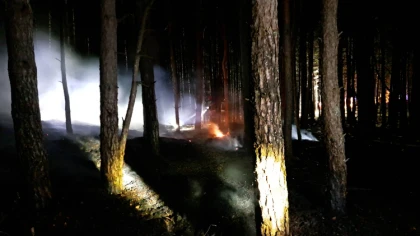 Ogień pojawił się w lesie i szybko zaczął zajmować kolejne f