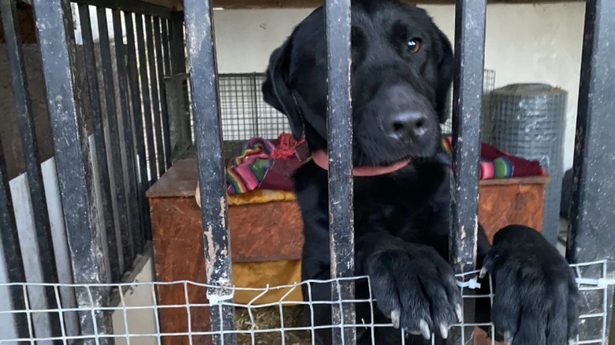 Rada Gminy Ostrów Mazowiecka na sesji 19 marca 2026 przyjęła Program opieki nad zwierzętami bezdomnymi. Na jego realizację przeznaczone zostan