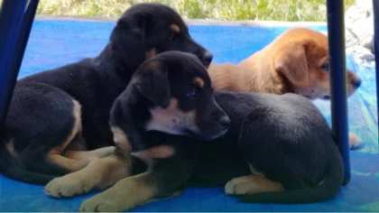 Te maluchy czekają na troskliwych opiekunów oraz bezpieczny,