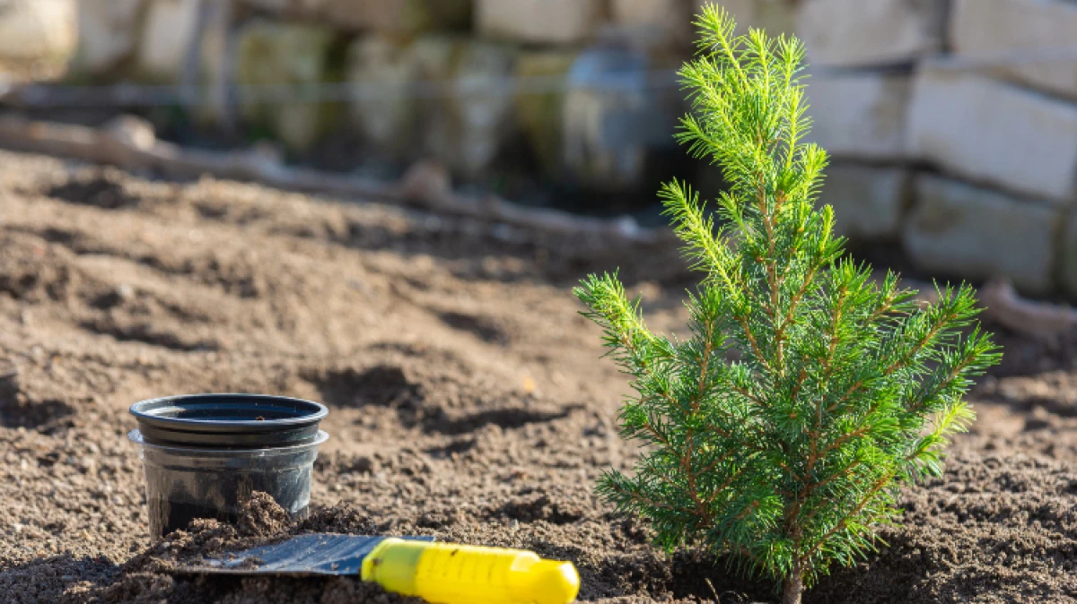 W środę 29 kwietnia 2026 roku od godz. 11.00 na terenie Nadleśnictwa Ostrów Mazowiecka przy ul. 3 Maja będziemy rozdawać sadzonki. Nadleśnic