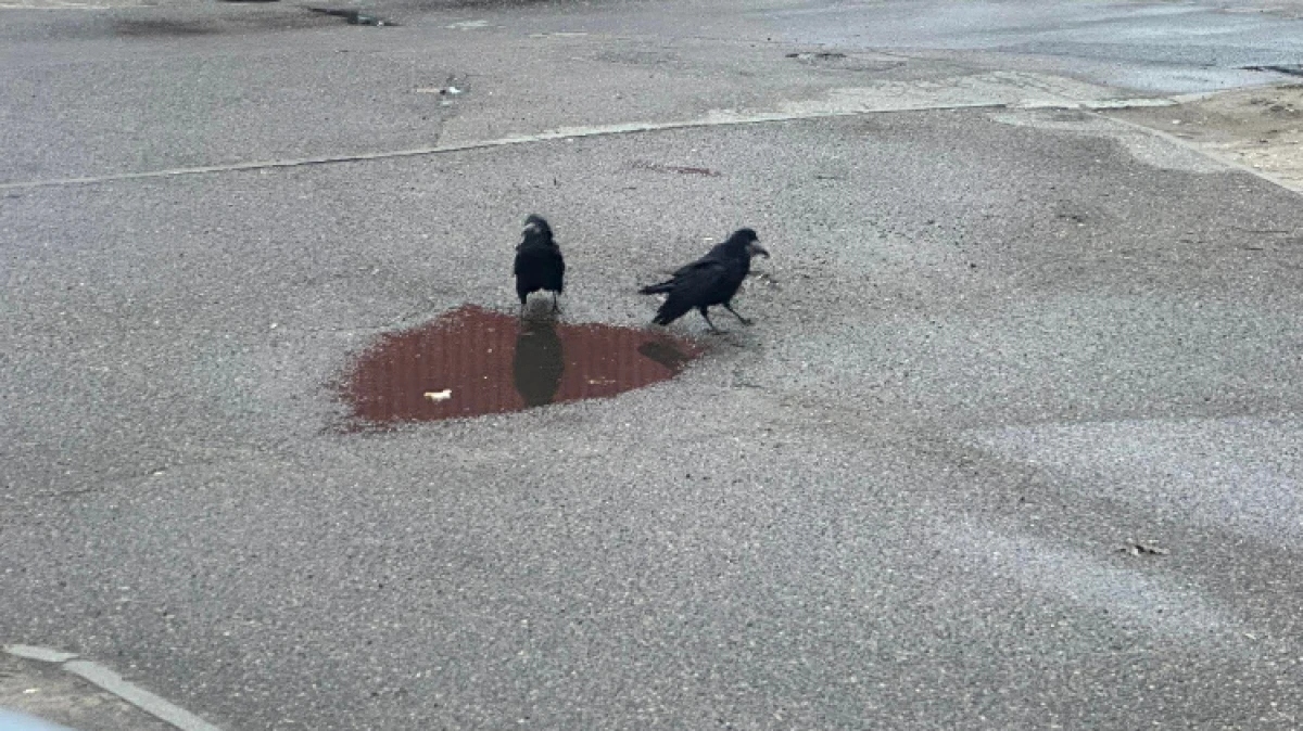 - Mieszkańcy skarżą się na wrony, które głośno kraczą, przeszkadzają. To plaga! A szczególne dokuczliwe jest to przy Urzędzie Miejskim c