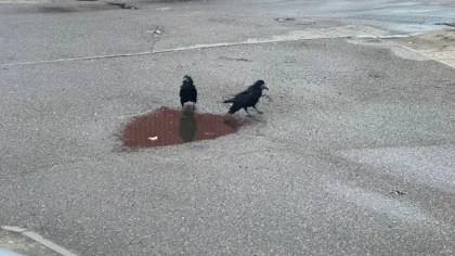 - Mieszkańcy skarżą się na wrony, które głośno kraczą, przes