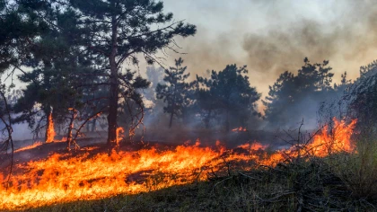 Wystarczy jedna iskra, niedopałek papierosa albo ognisko w z